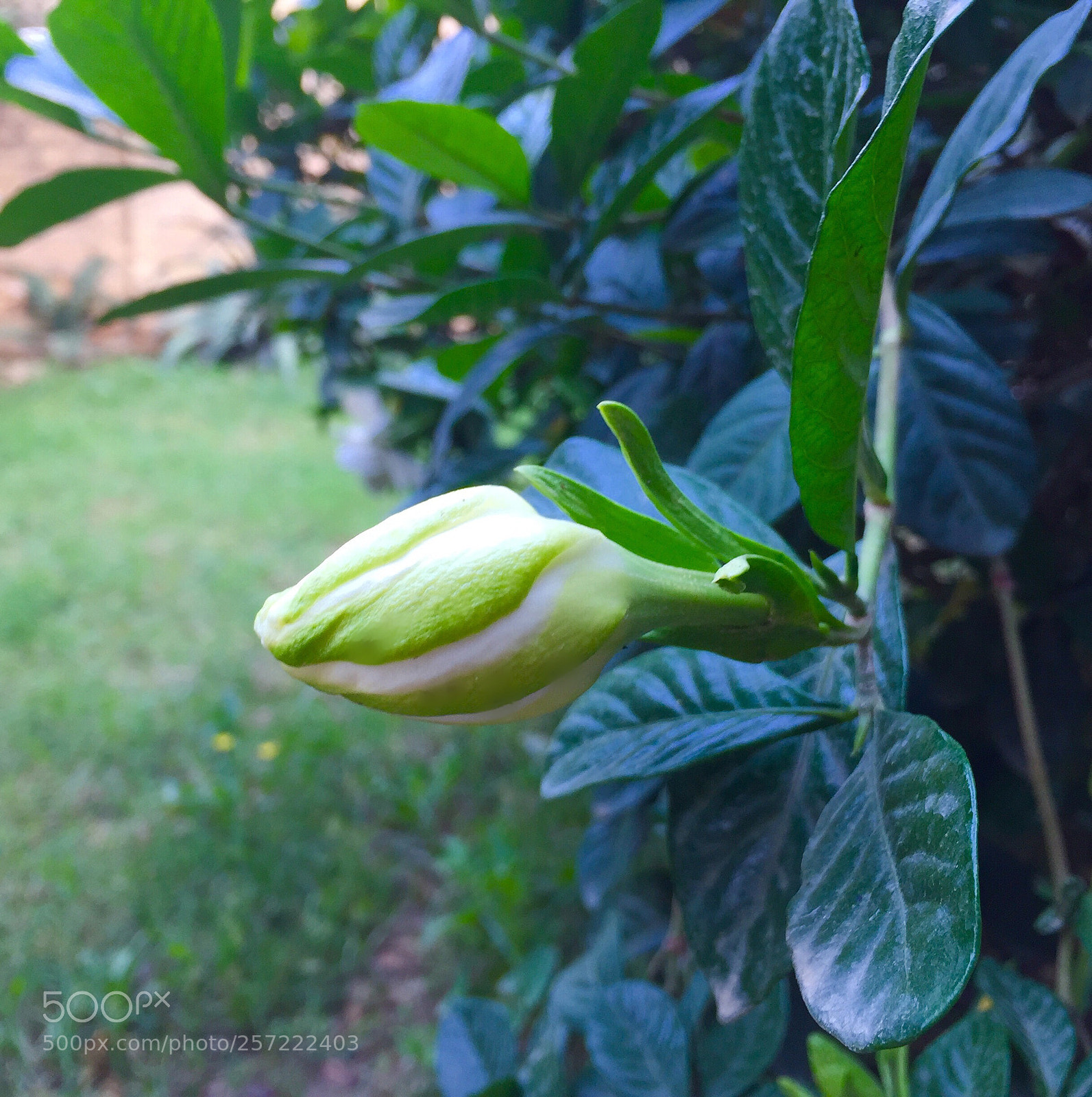 Apple iPhone 6 sample photo. Untitled photography