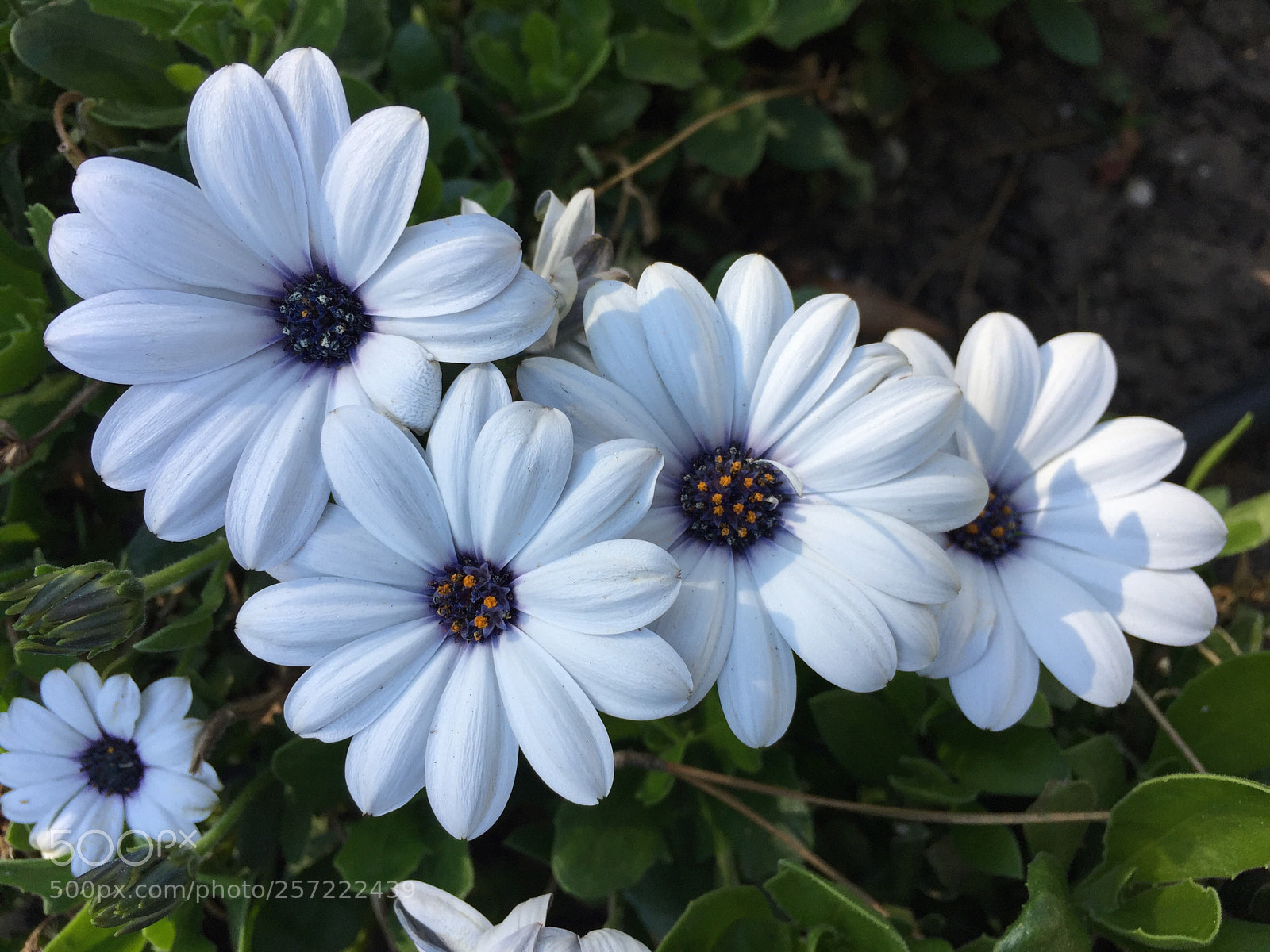 Apple iPhone 6 Plus sample photo. Daisy bouquet  photography