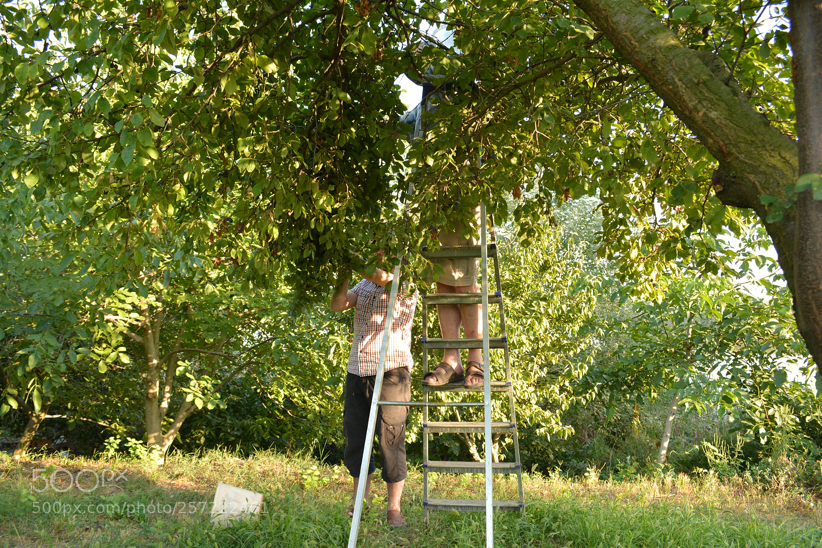 Nikon D5200 sample photo. Garden photography