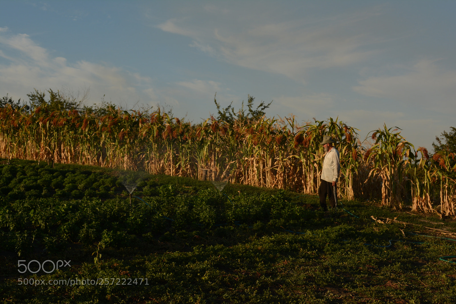 Nikon D5200 sample photo. South photography
