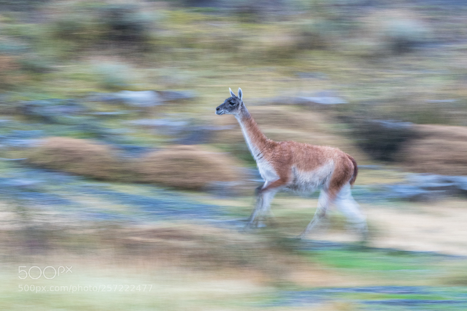 Nikon D500 sample photo. Guanaco blur photography
