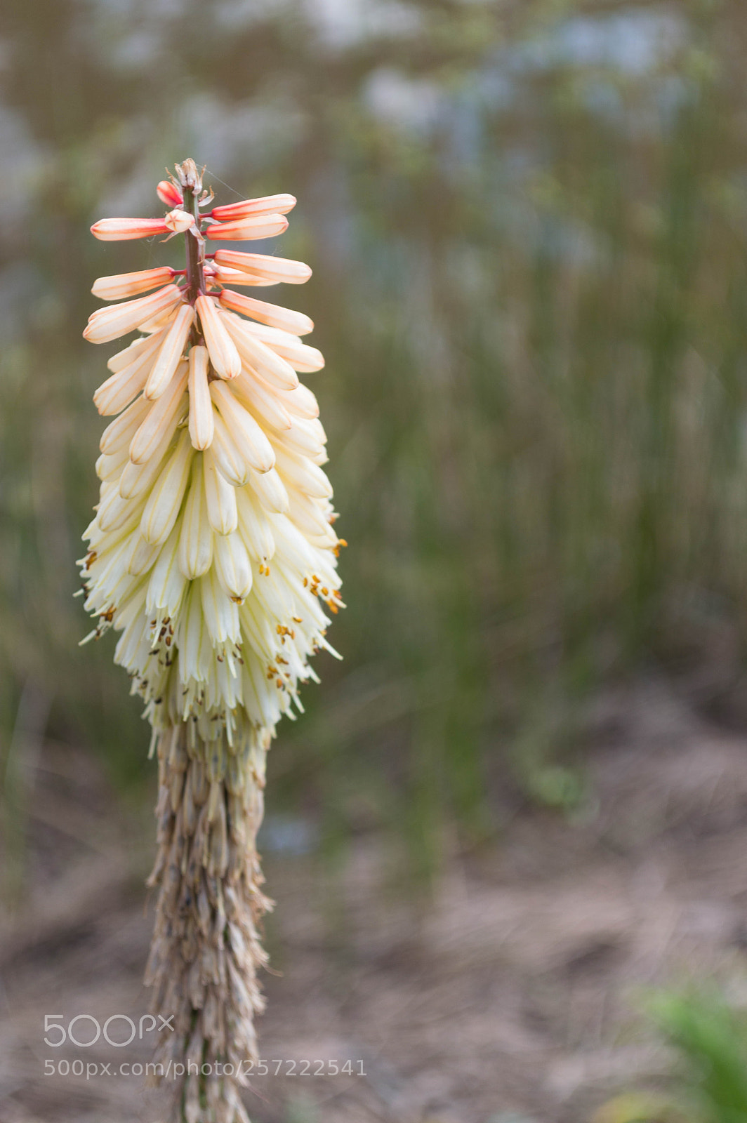 Nikon D3200 sample photo. Always stand up for photography