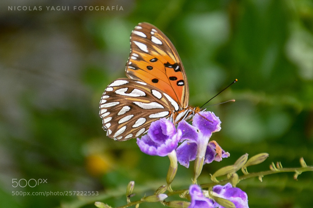 Nikon D7200 sample photo. Butterfly photography