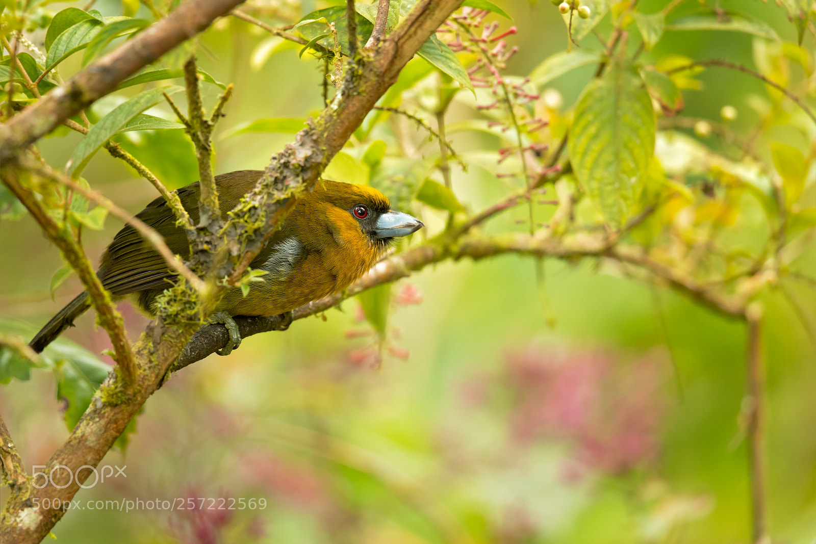 Canon EOS-1D X Mark II sample photo. Prong-billed barbet photography