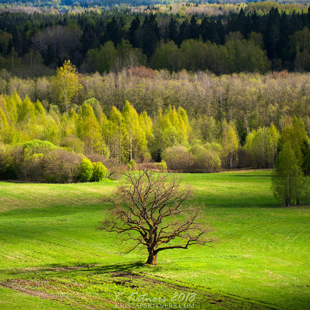 Nikon D700 sample photo. The lonely oak in photography