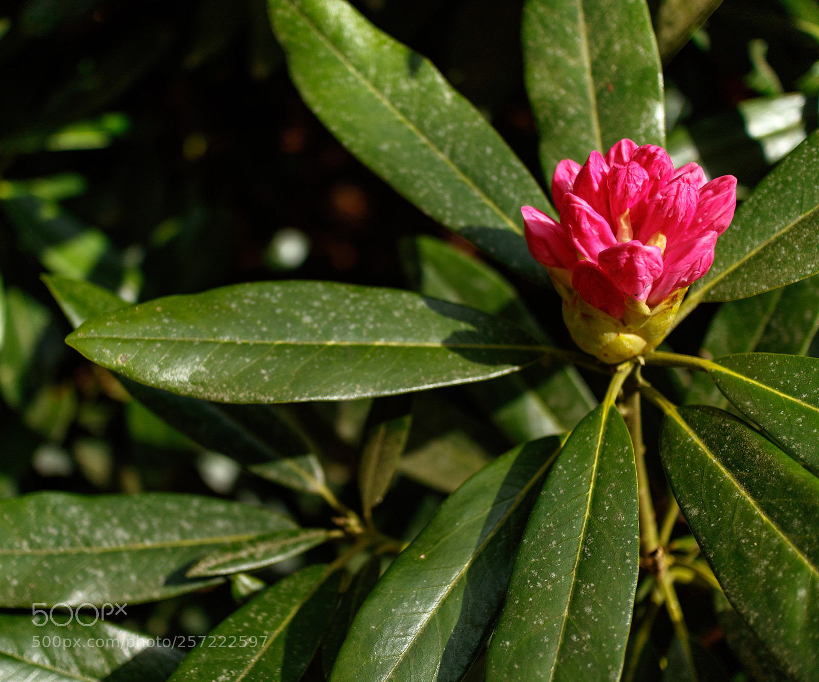 Canon EOS M3 sample photo. In the park photography