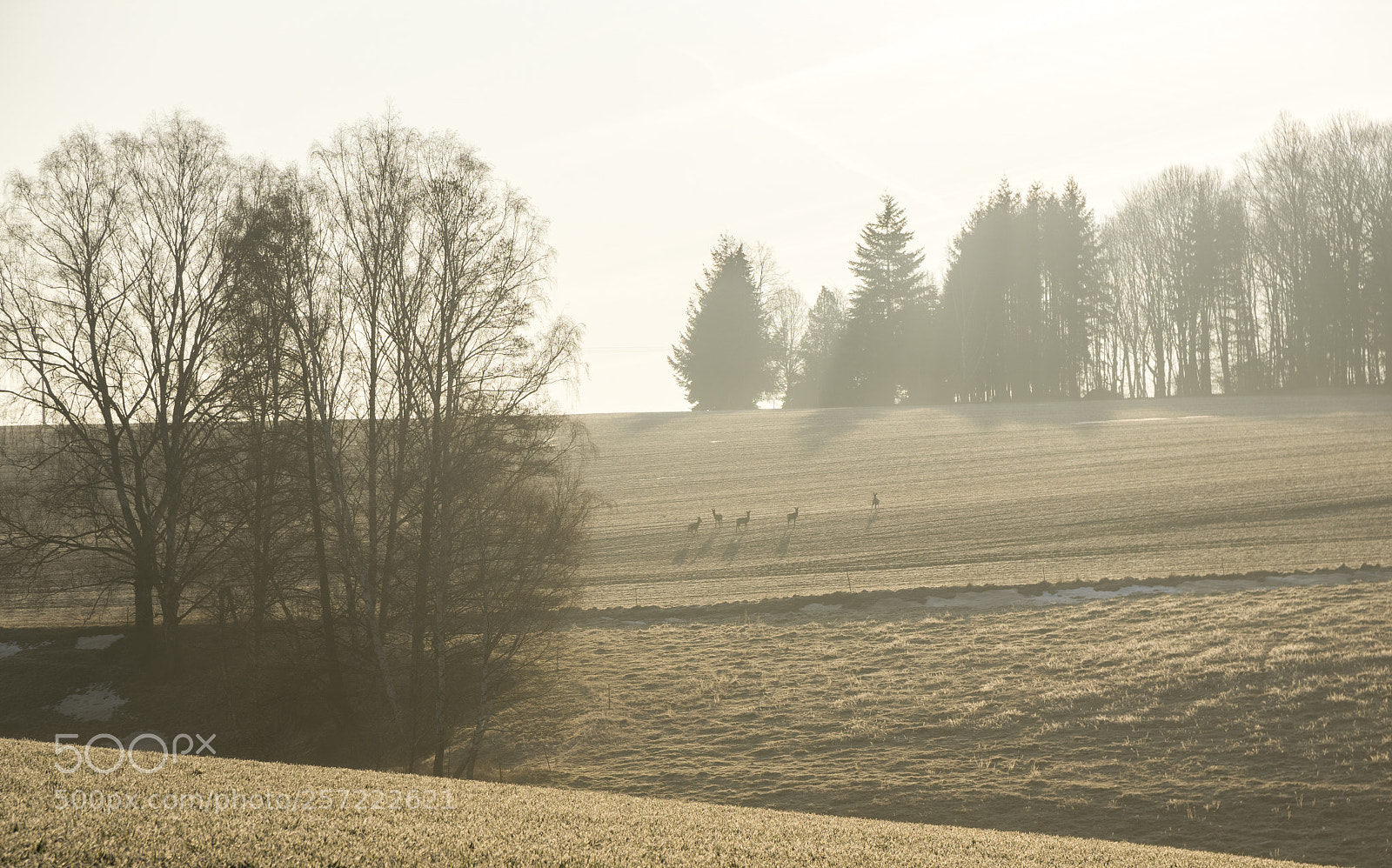 Sony a6000 sample photo. Deers in the light photography