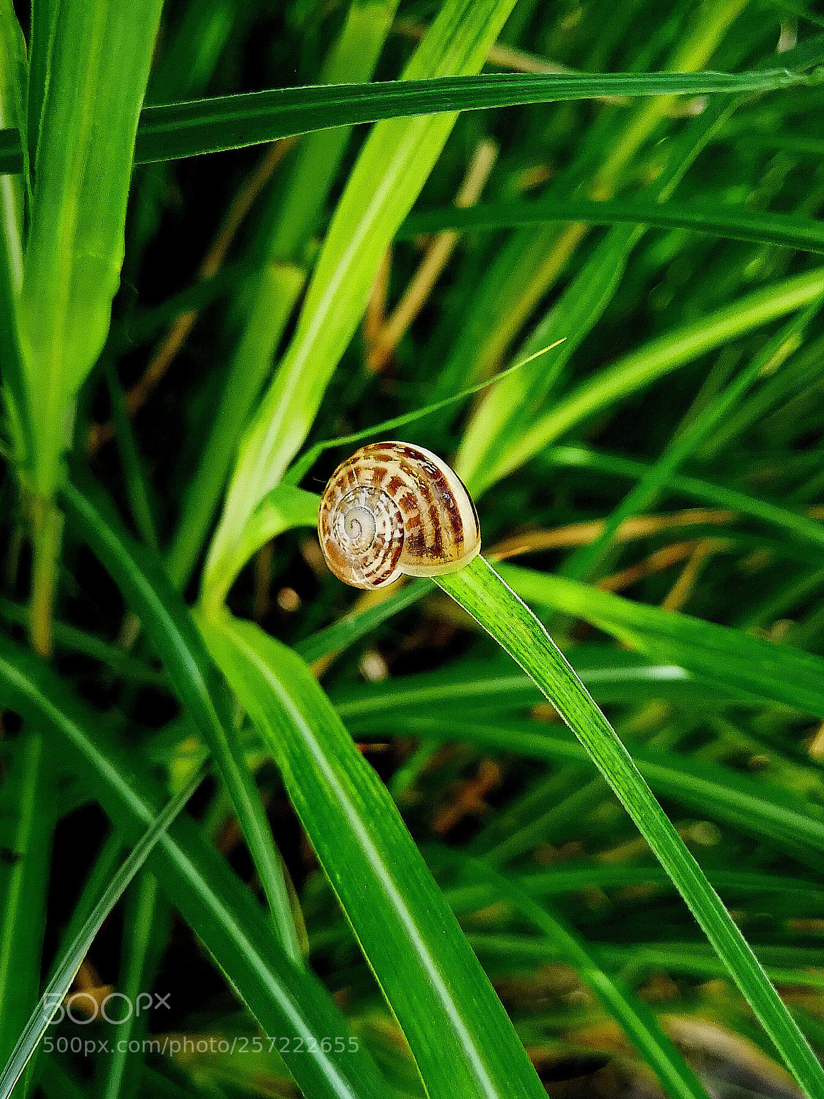 HUAWEI P10 Plus sample photo. Lightness photography