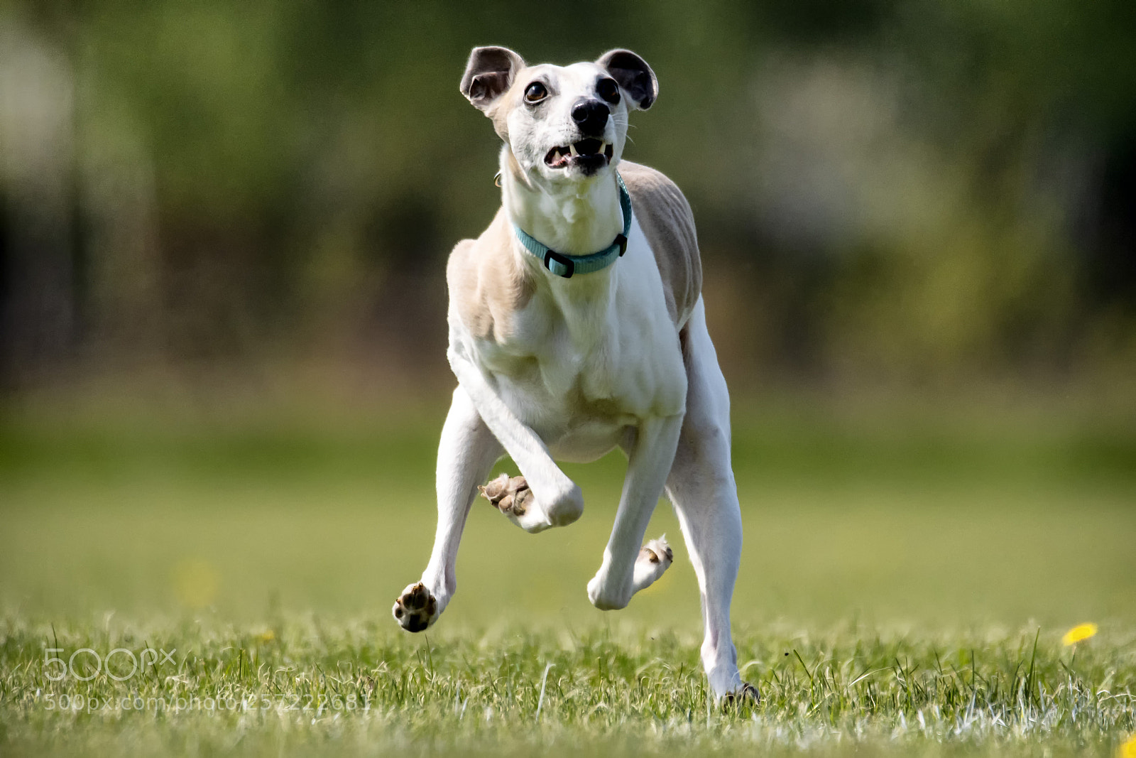 Nikon D500 sample photo. Whippet photography