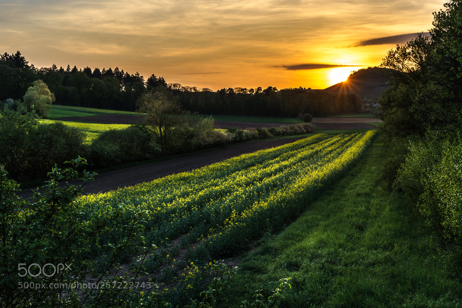 Sony a7 II sample photo. Sunset over cultivated landscape photography