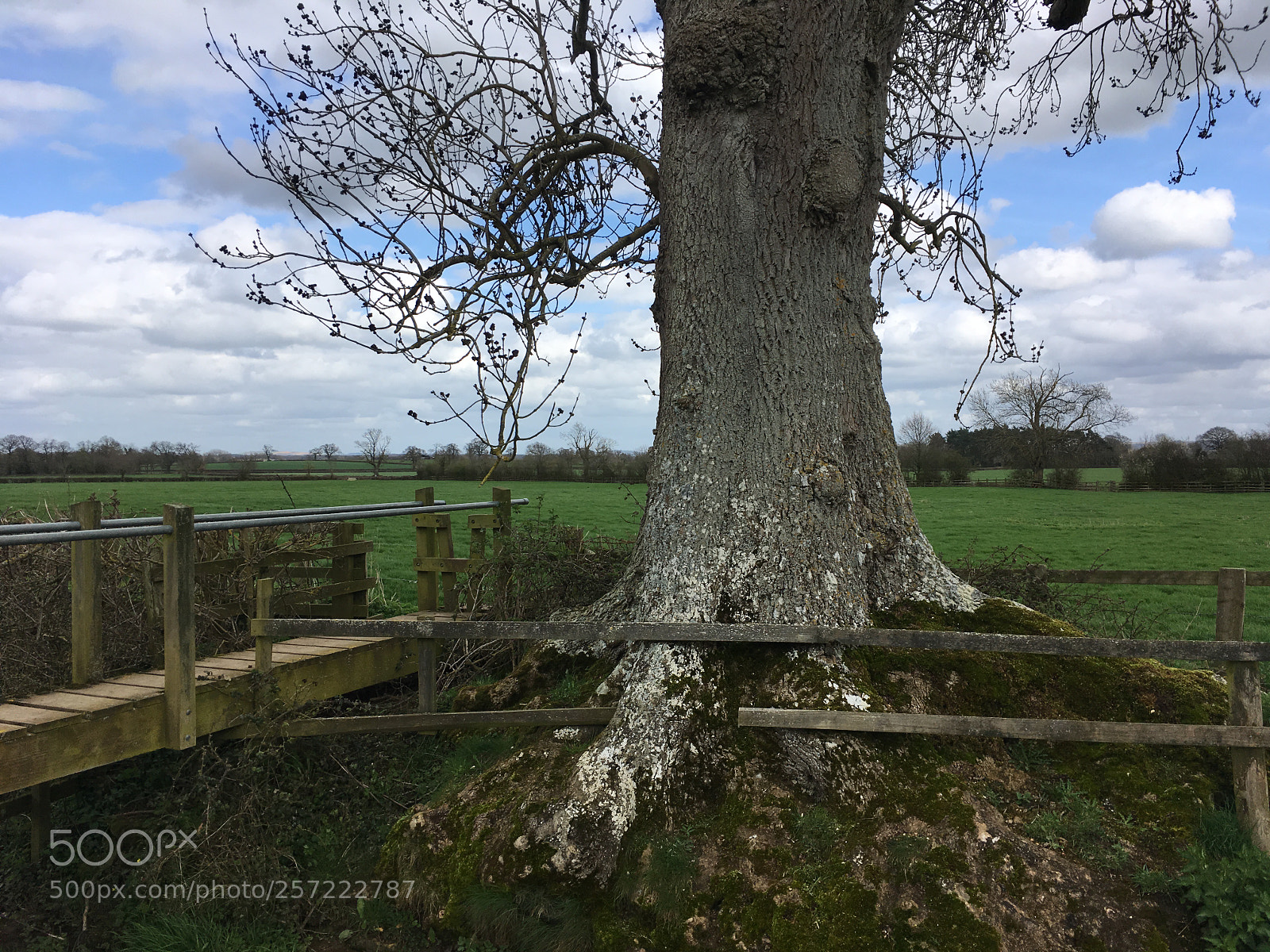 Apple iPhone SE sample photo. Tree eating a fence photography