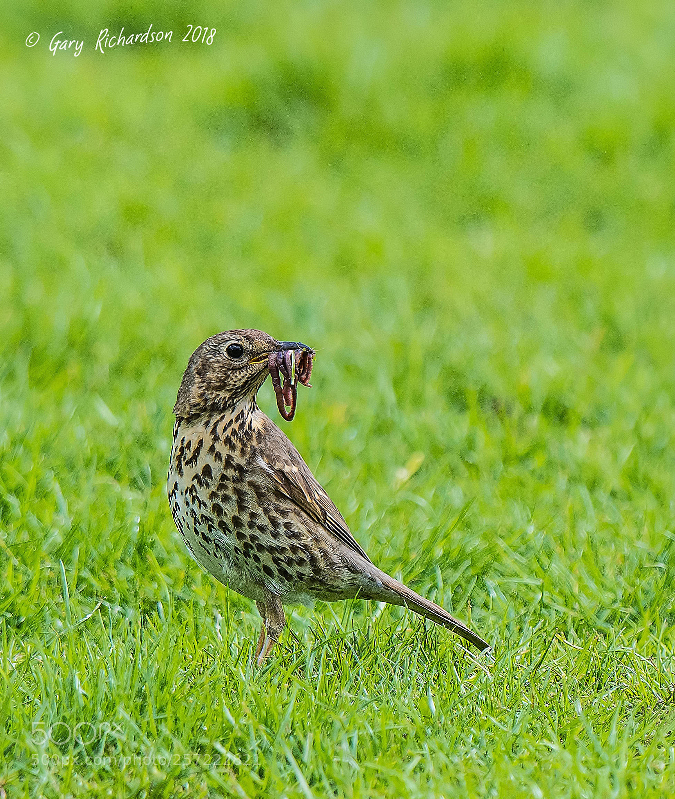 Nikon D500 sample photo. Song thrush photography