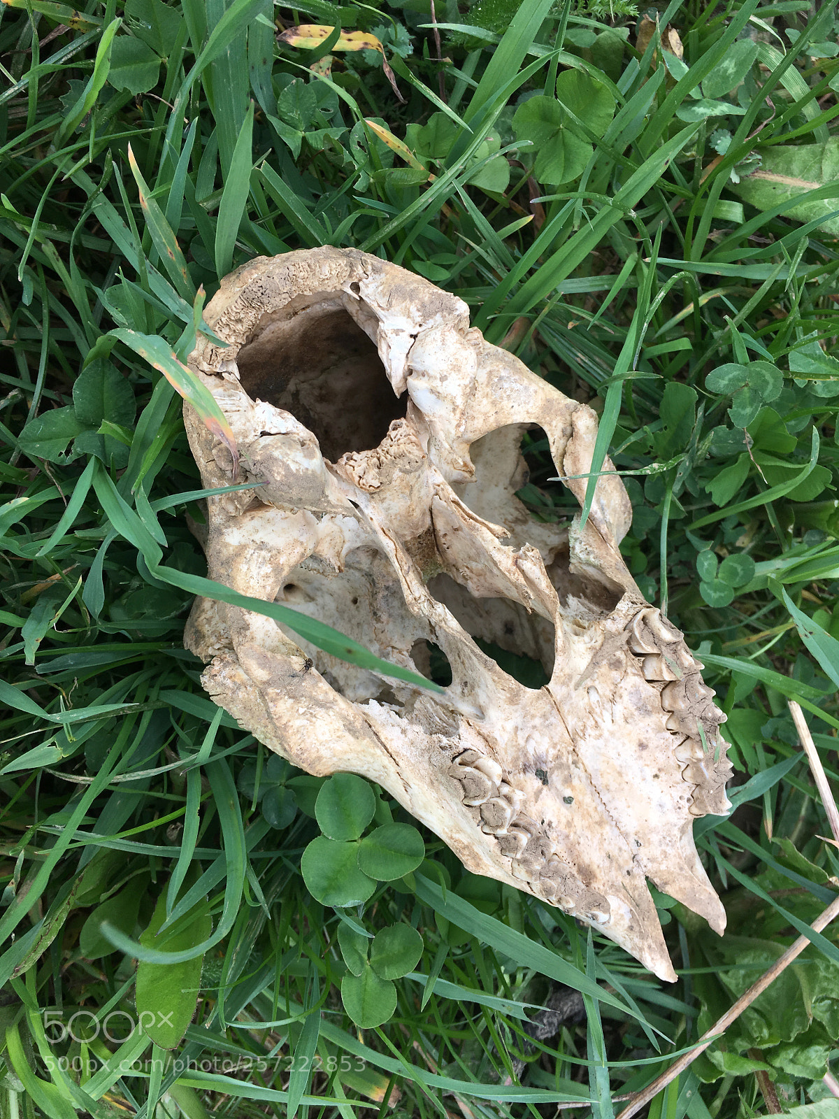 Apple iPhone SE sample photo. Sheep skull photography