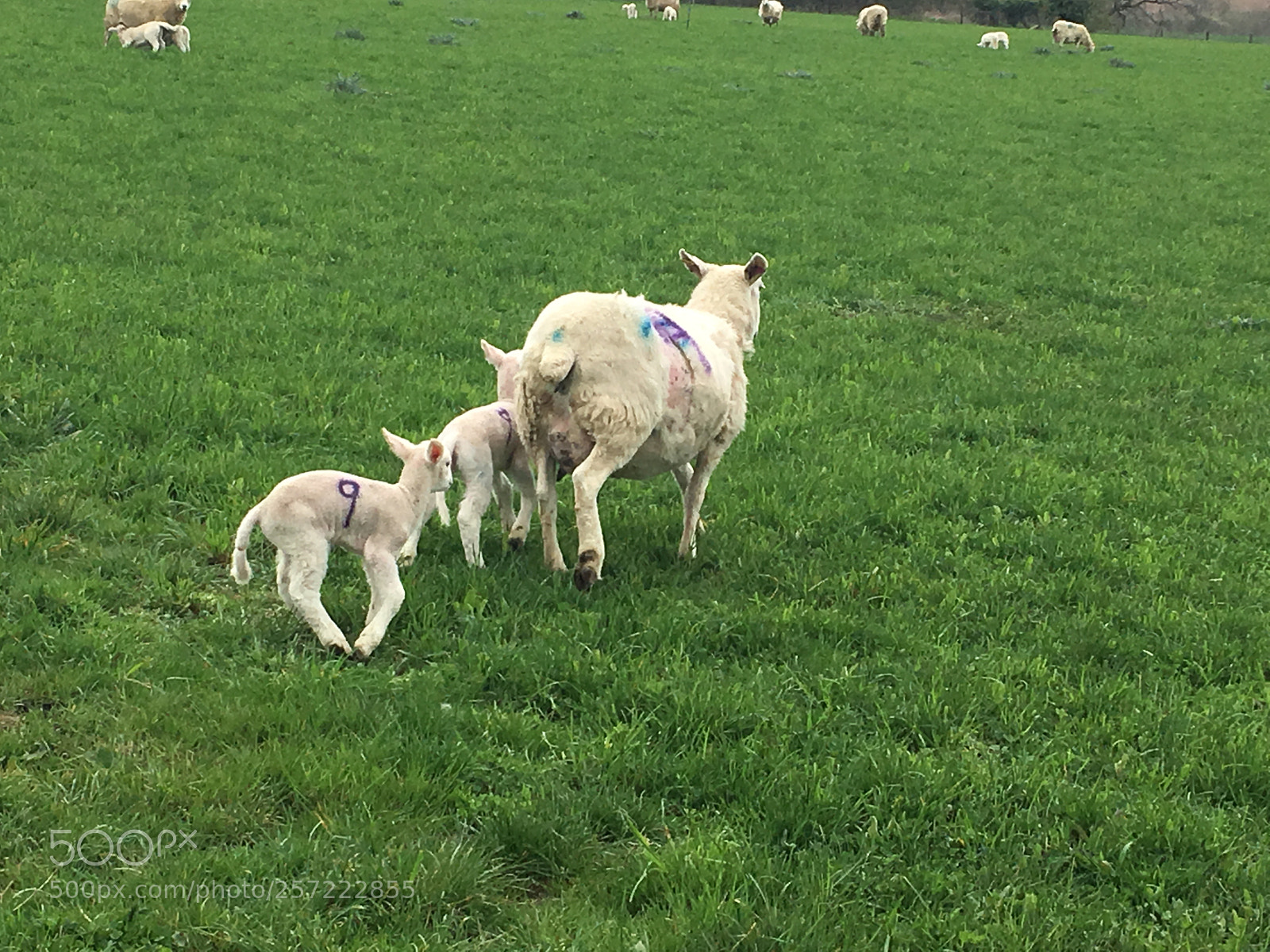 Apple iPhone SE sample photo. Lamb time photography
