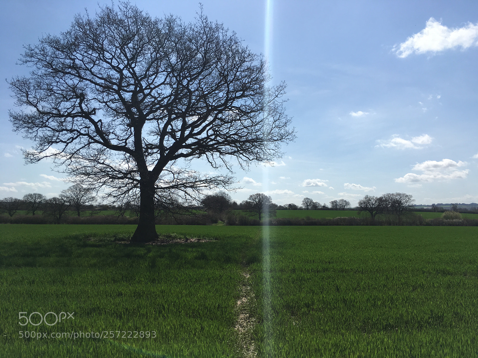 Apple iPhone SE sample photo. Field tree photography
