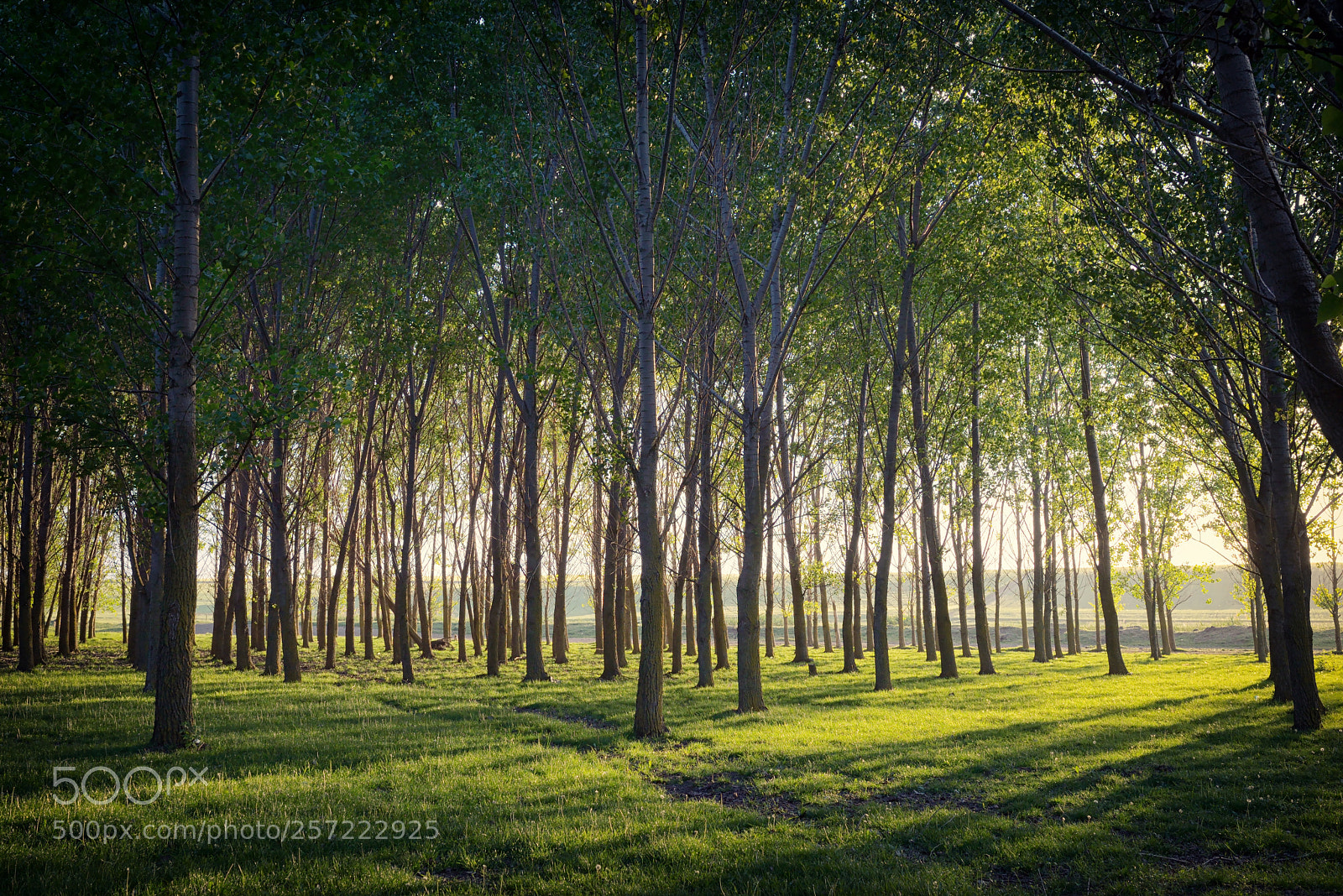 Nikon D610 sample photo. Sun beams pour through photography