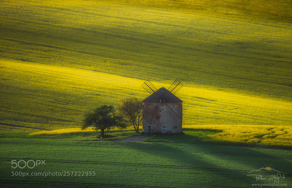 Nikon D810 sample photo. In the spring colours photography