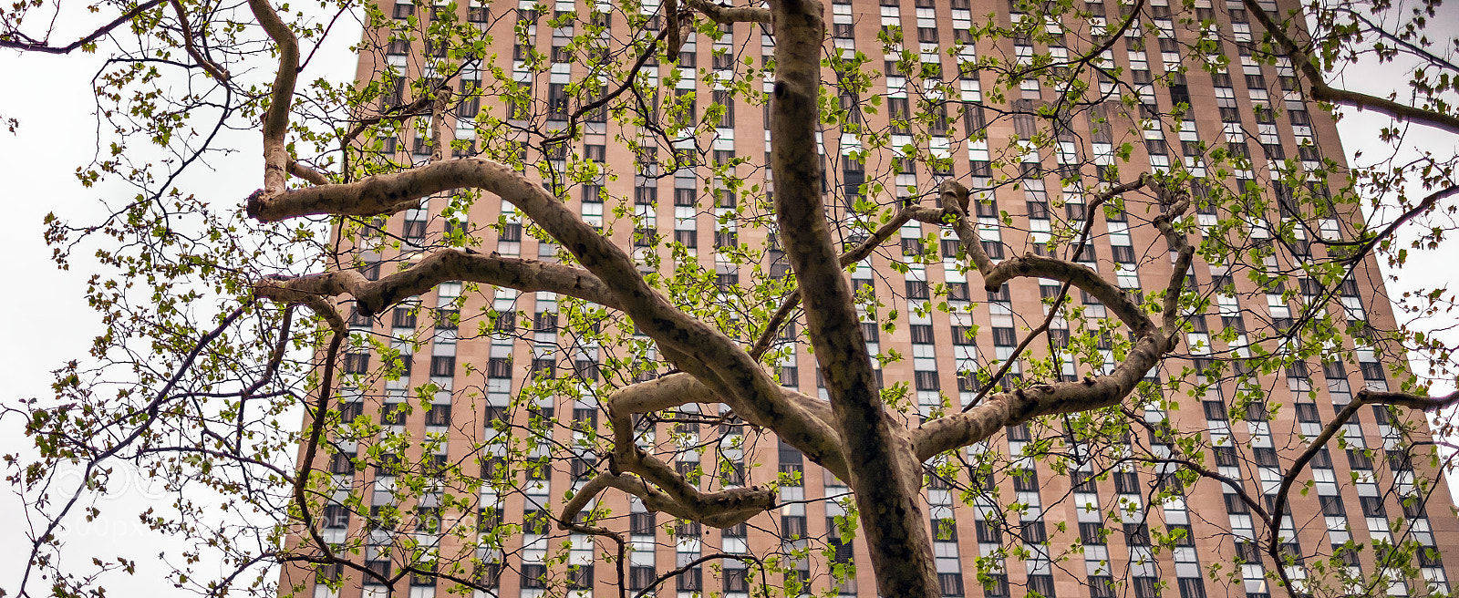 Fujifilm X-T1 sample photo. The rockefeller photography