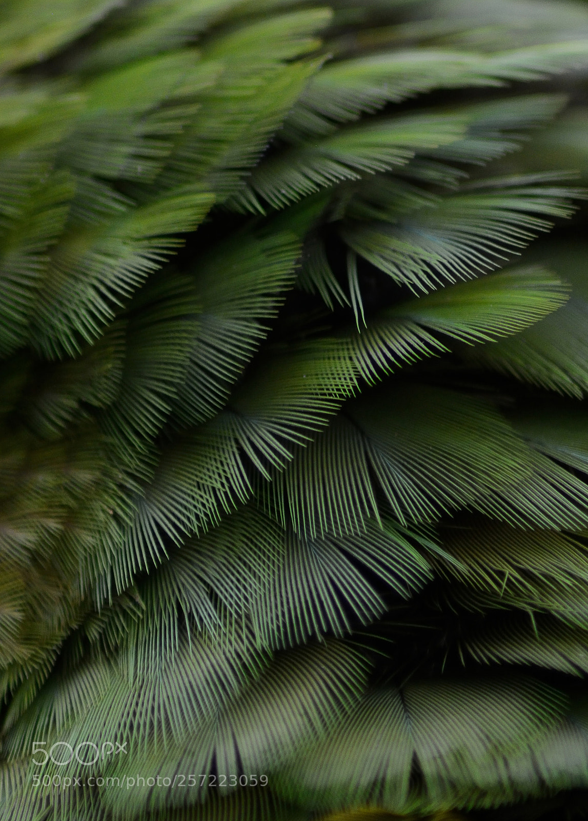 Nikon D7100 sample photo. Feathers (ara militaris) photography
