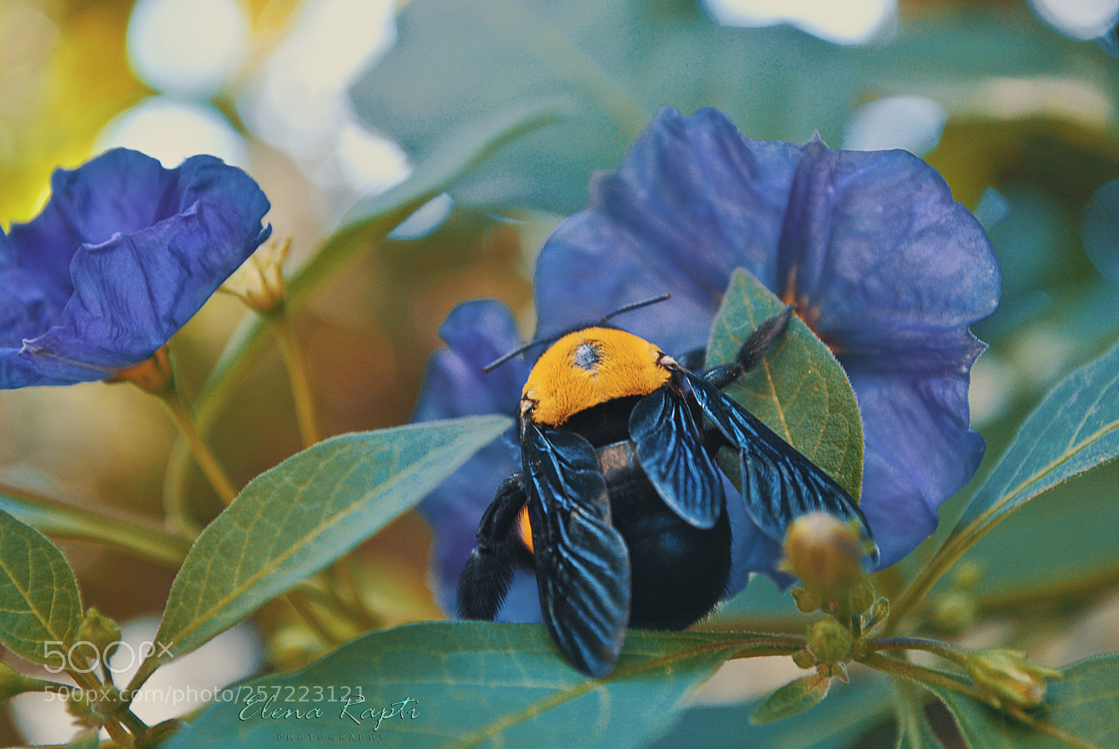 Nikon D3000 sample photo. Bumblebee (bombus hypnorum)... photography