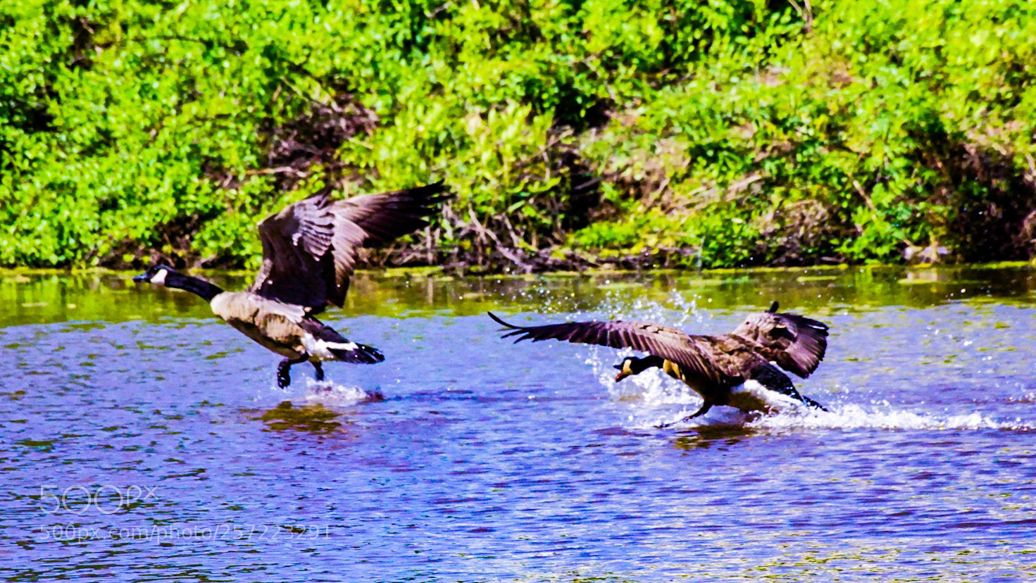 Sony a6000 sample photo. The landing photography