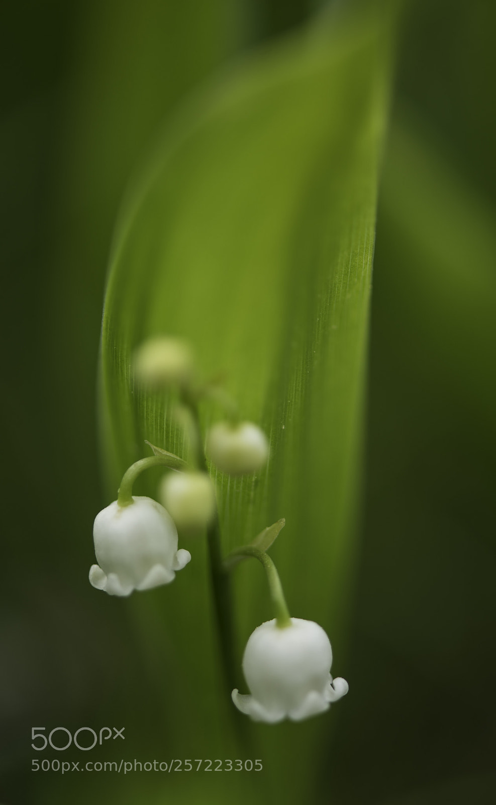Nikon D750 sample photo. Lily of the valley photography