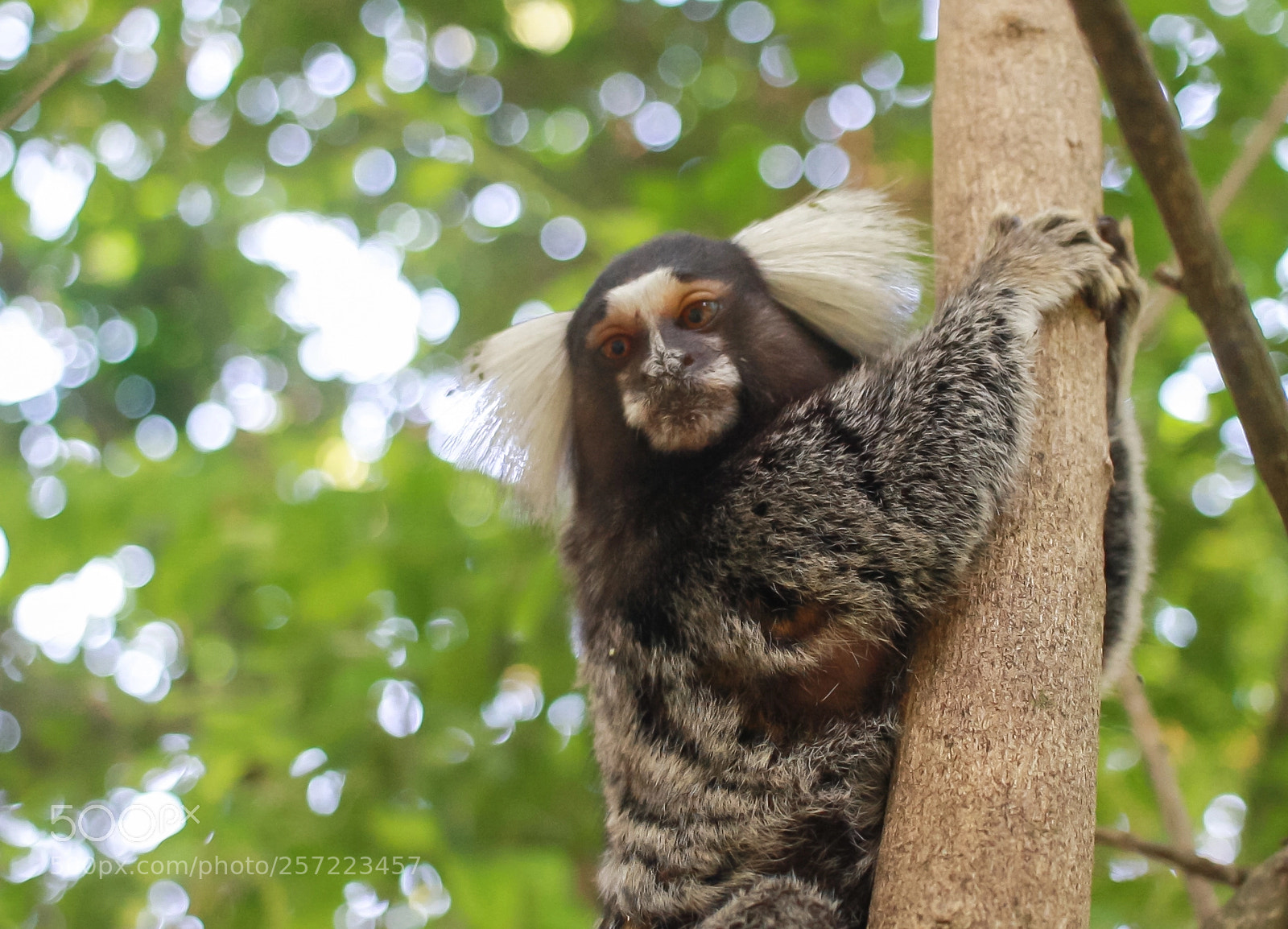 Canon EOS 1000D (EOS Digital Rebel XS / EOS Kiss F) sample photo. Sagui curioso photography