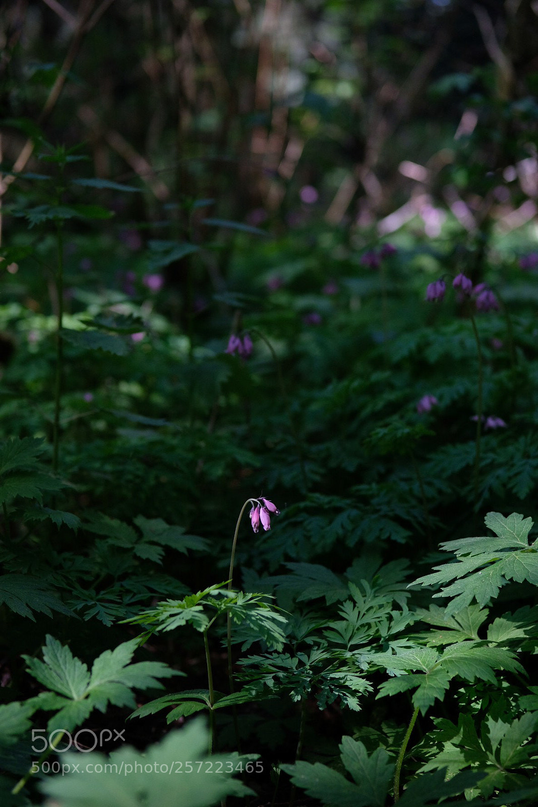 Fujifilm X-Pro2 sample photo. Spotlight photography