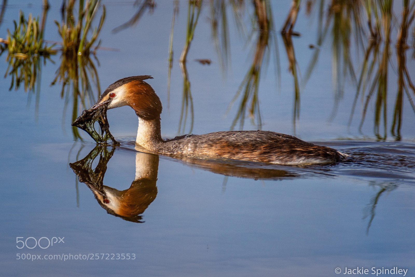 Canon EOS 7D Mark II sample photo. Nest building photography