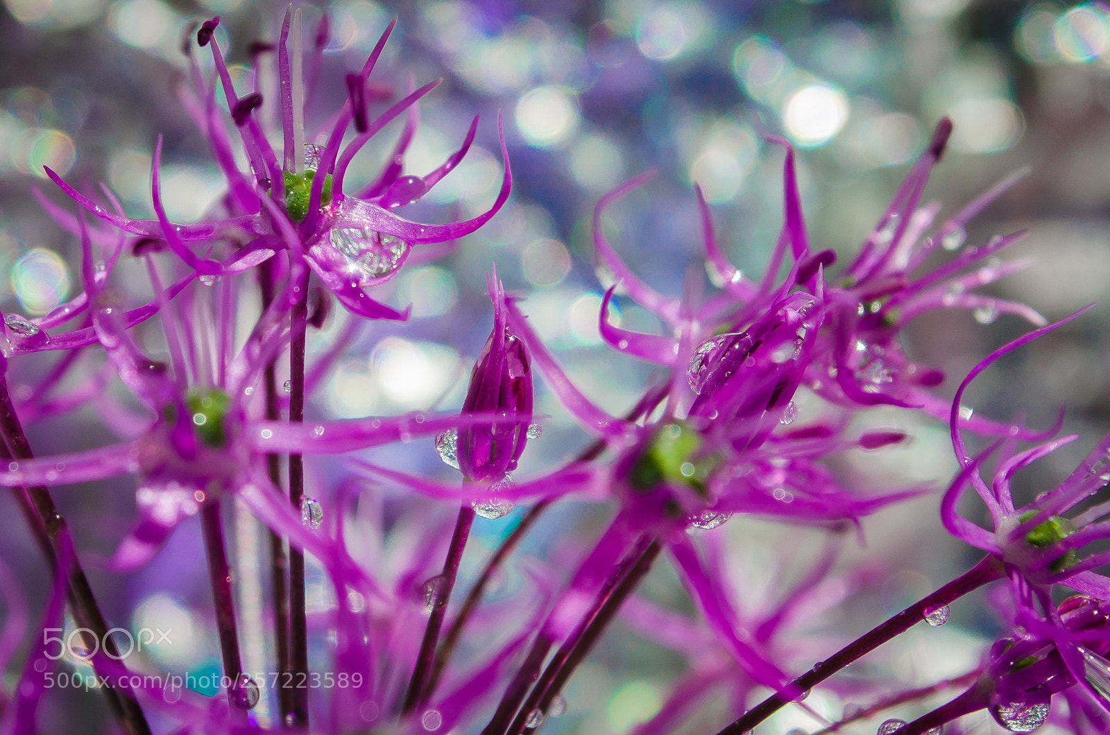 Nikon D5100 sample photo. *** photography