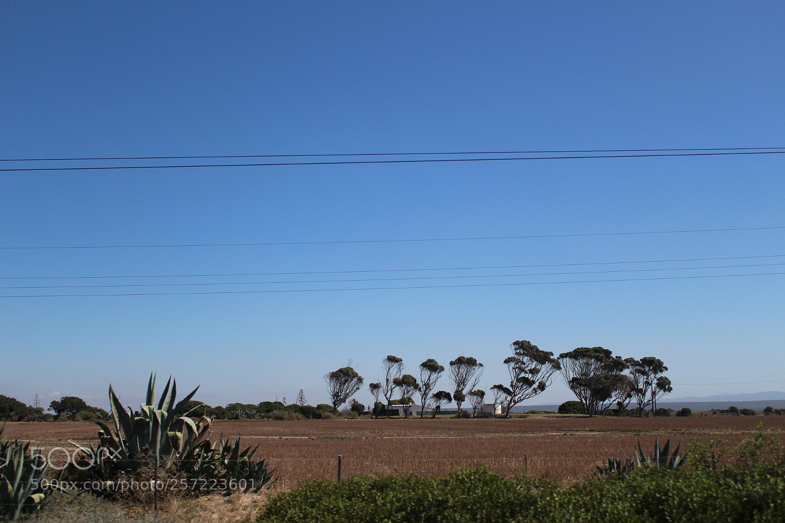 Canon EOS 100D (EOS Rebel SL1 / EOS Kiss X7) sample photo. Trees along the road photography