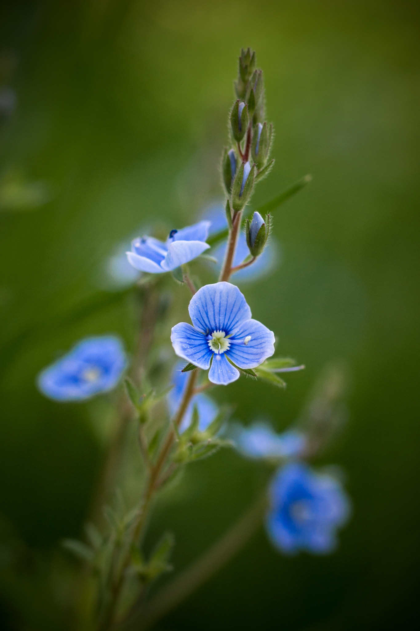 Olympus E-620 (EVOLT E-620) sample photo. Blue beauty photography