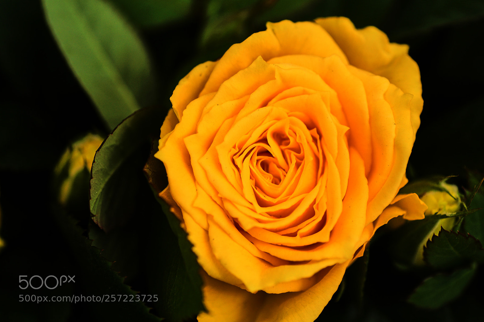 Sony ILCA-77M2 sample photo. Arose photography