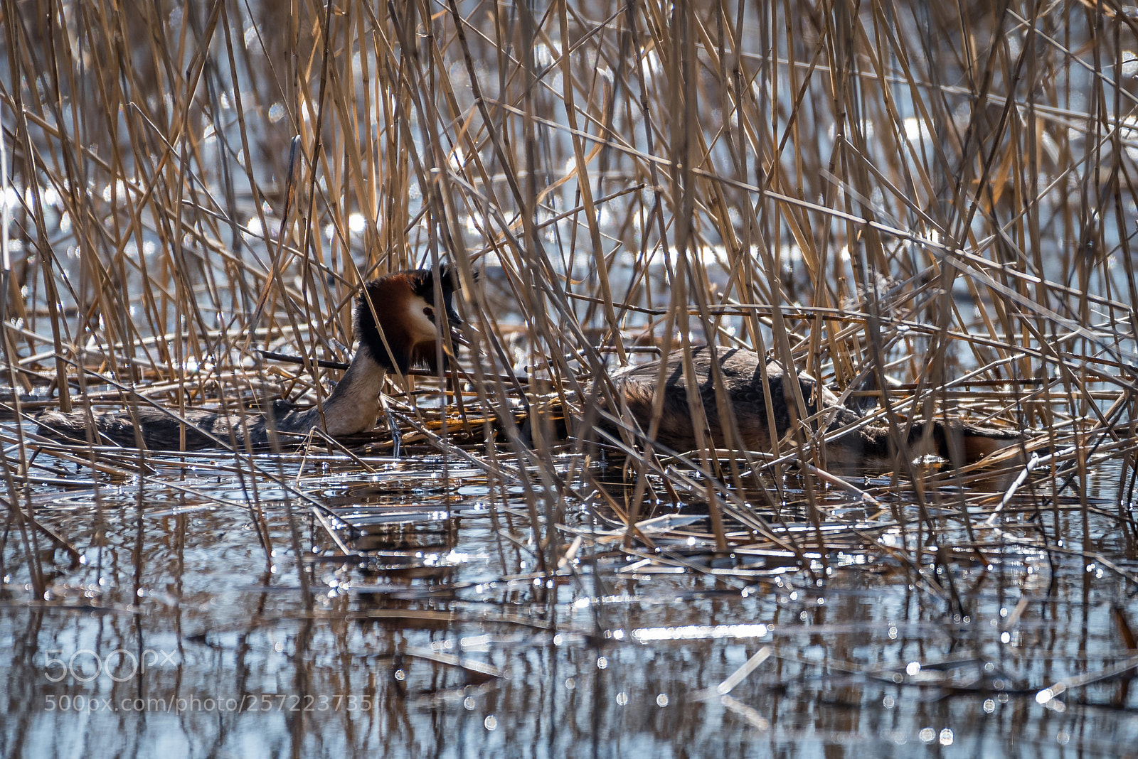 Nikon D750 sample photo. Great crested grebe mating photography