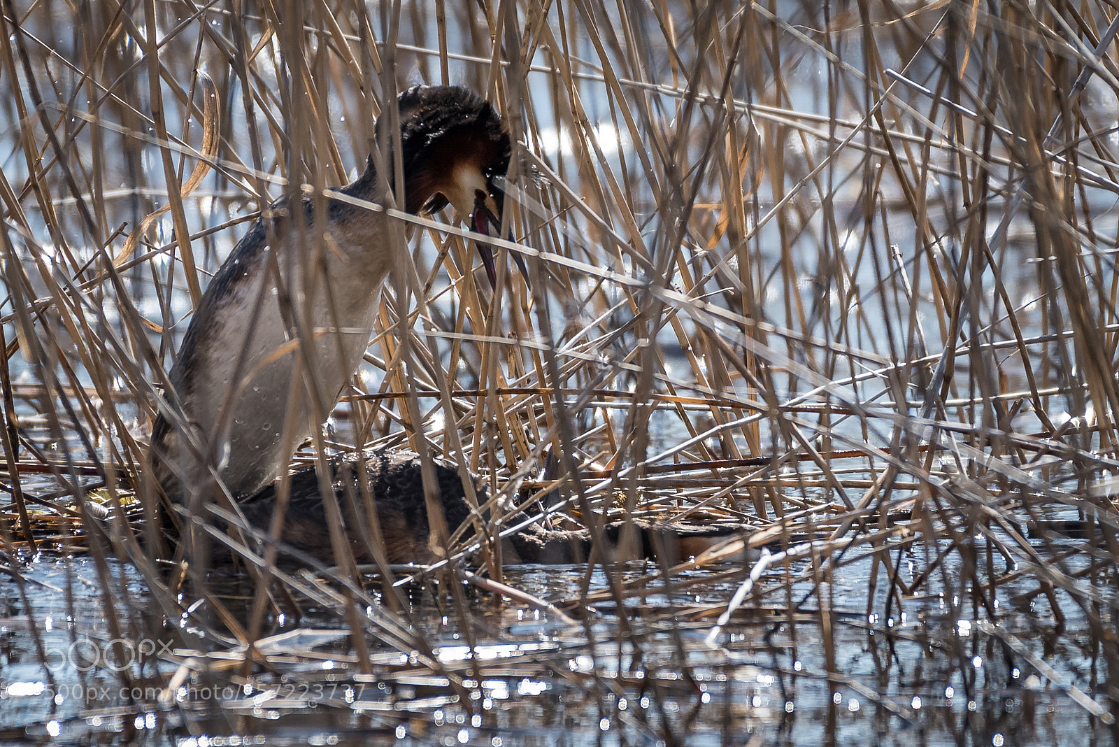 Nikon D750 sample photo. Great crested grebe mating photography