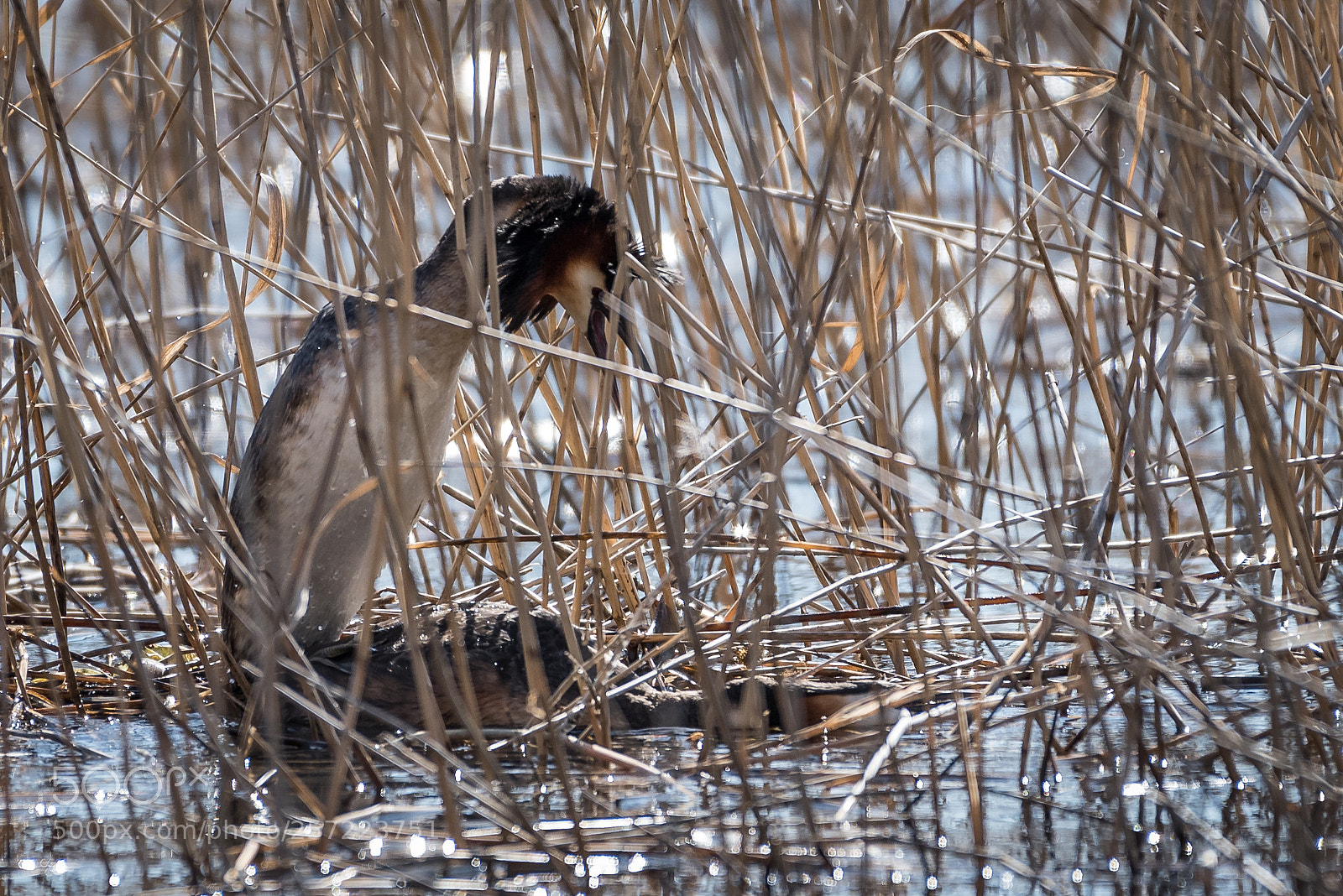 Nikon D750 sample photo. Great crested grebe mating photography