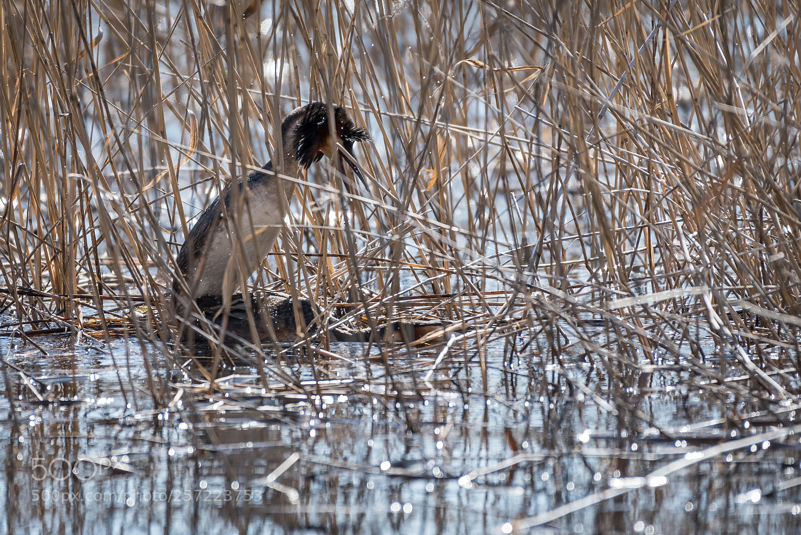 Nikon D750 sample photo. Great crested grebe mating photography