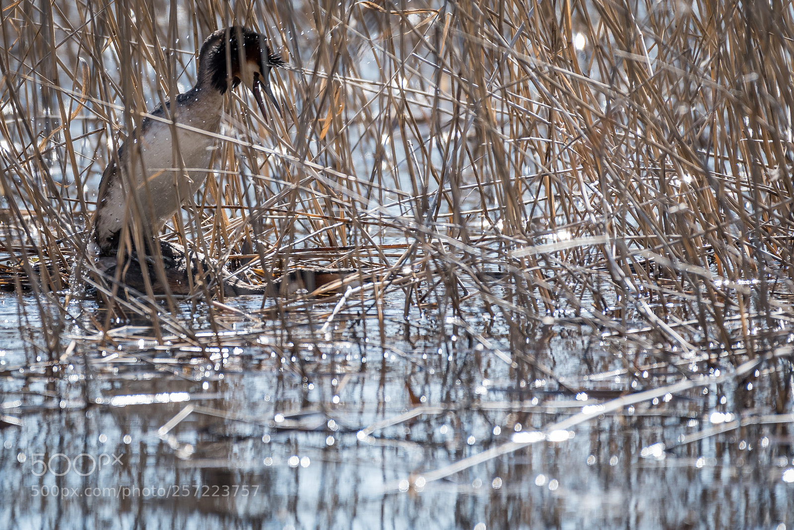 Nikon D750 sample photo. Great crested grebe mating photography