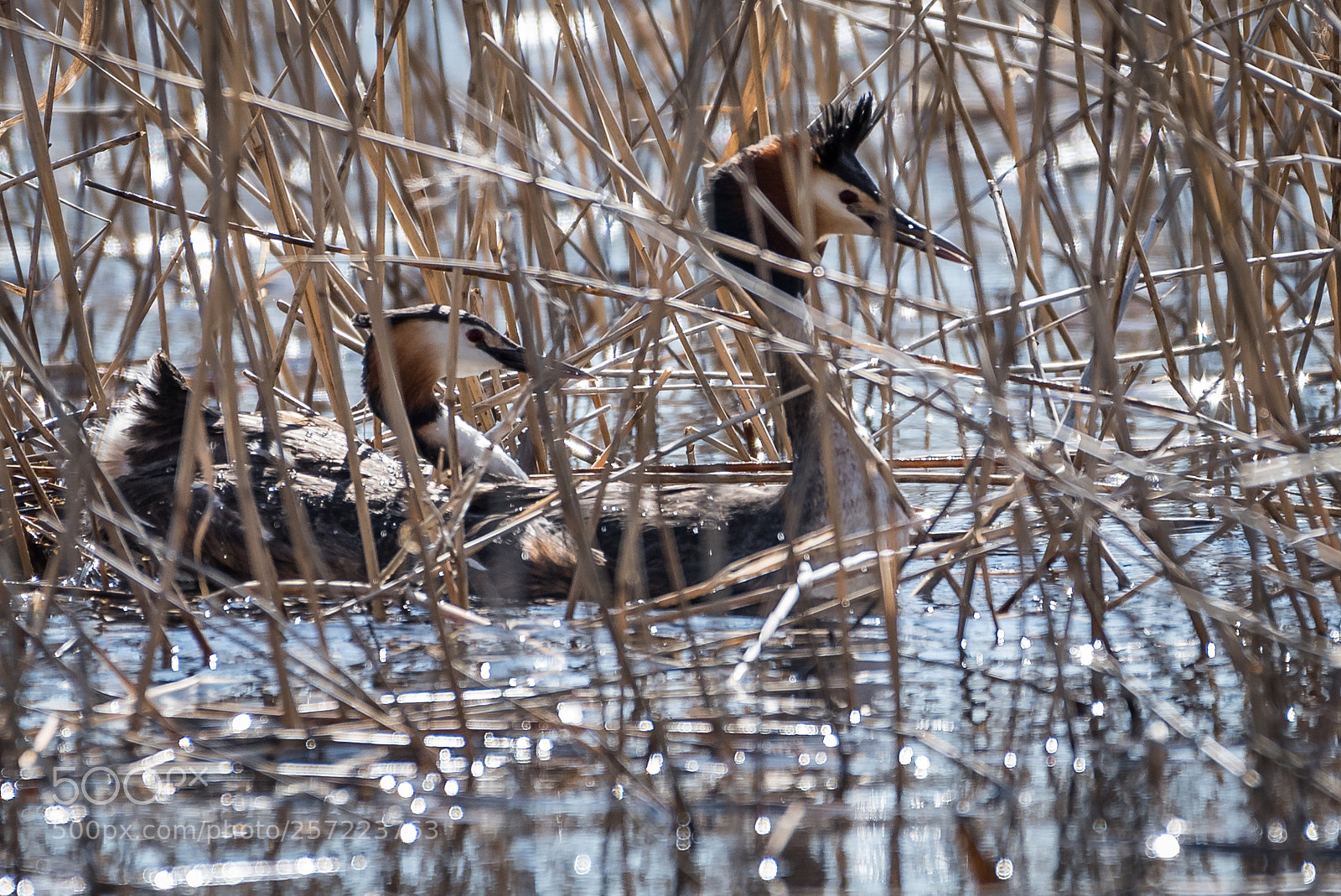 Nikon D750 sample photo. Great crested grebe mating photography