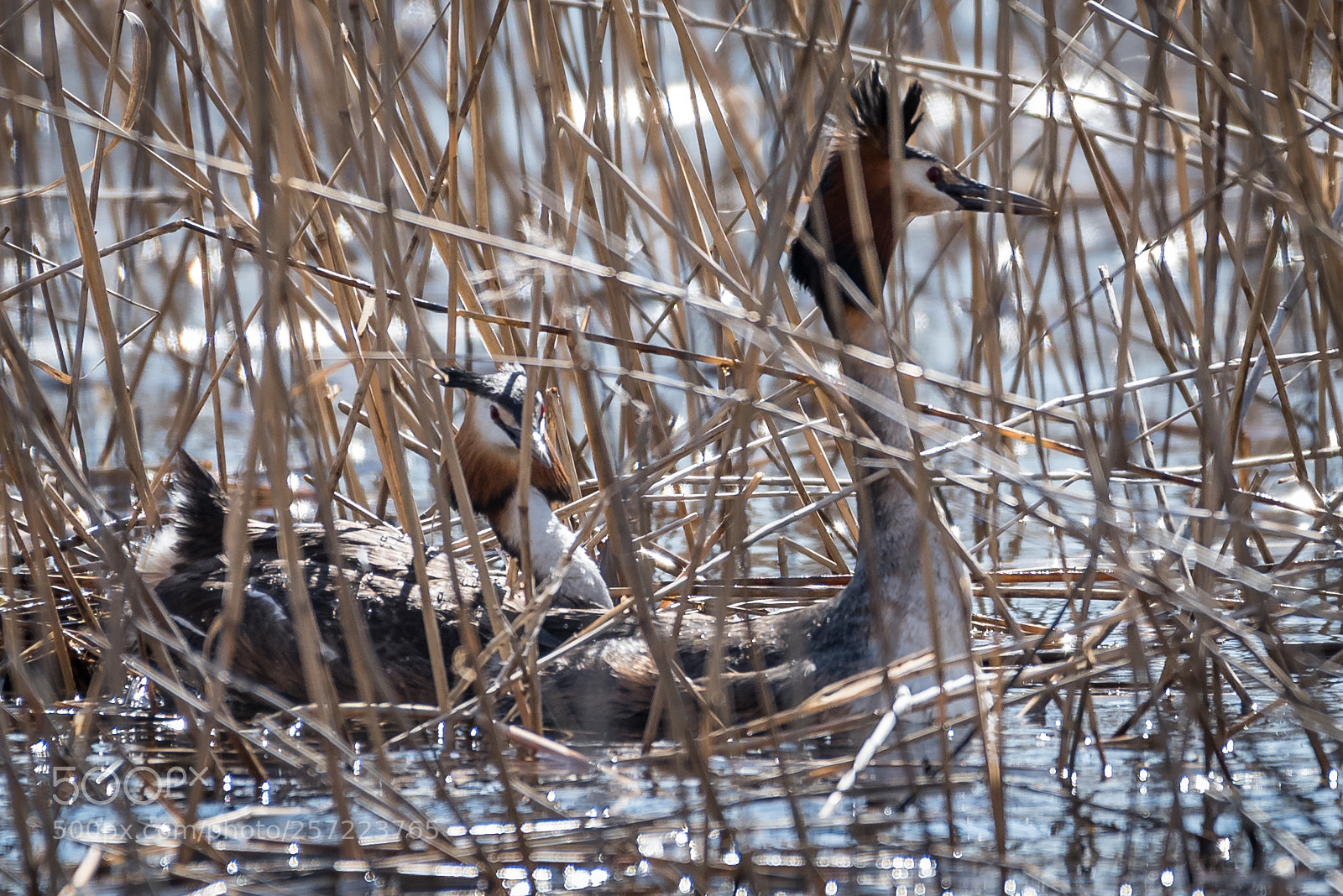 Nikon D750 sample photo. Great crested grebe mating photography
