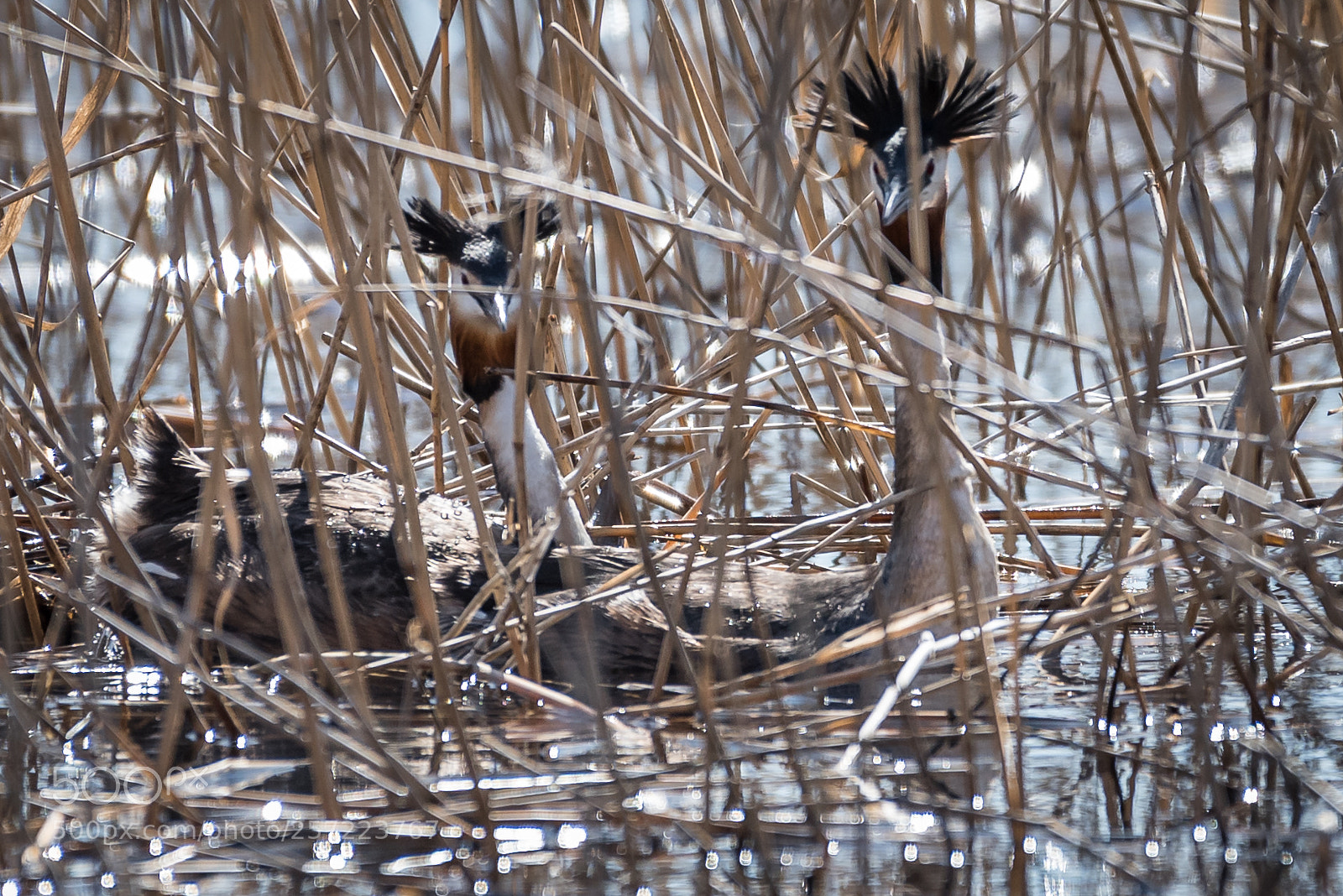 Nikon D750 sample photo. Great crested grebe mating photography