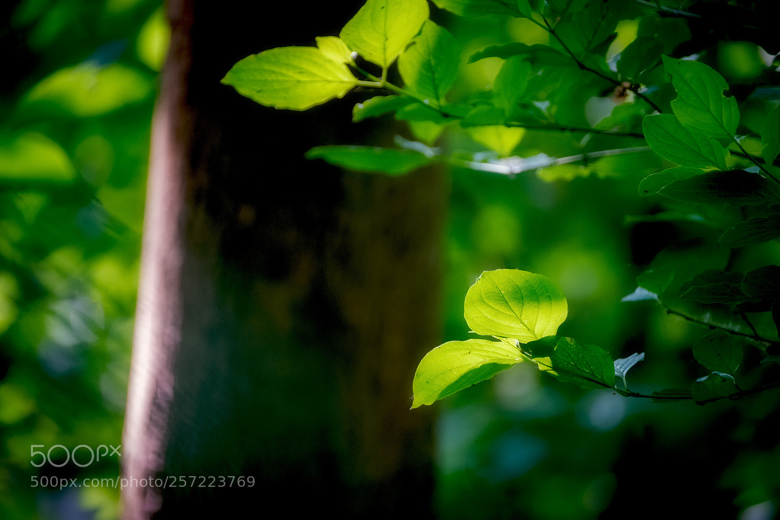 Fujifilm X-T2 sample photo. * photography