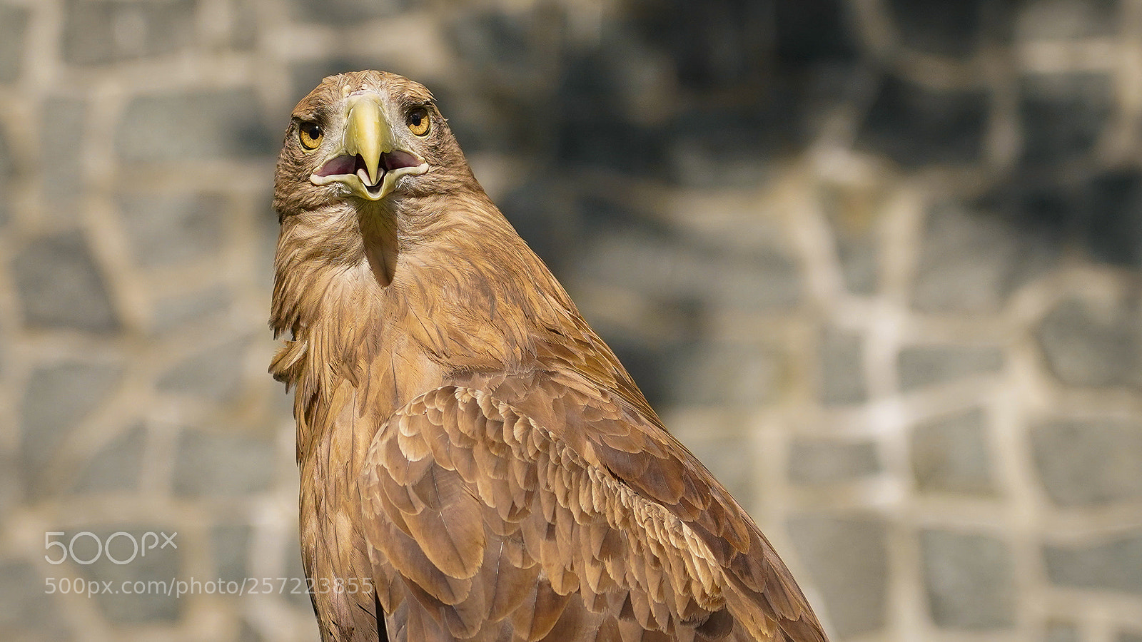 Sony a7 III sample photo. Eagle photography