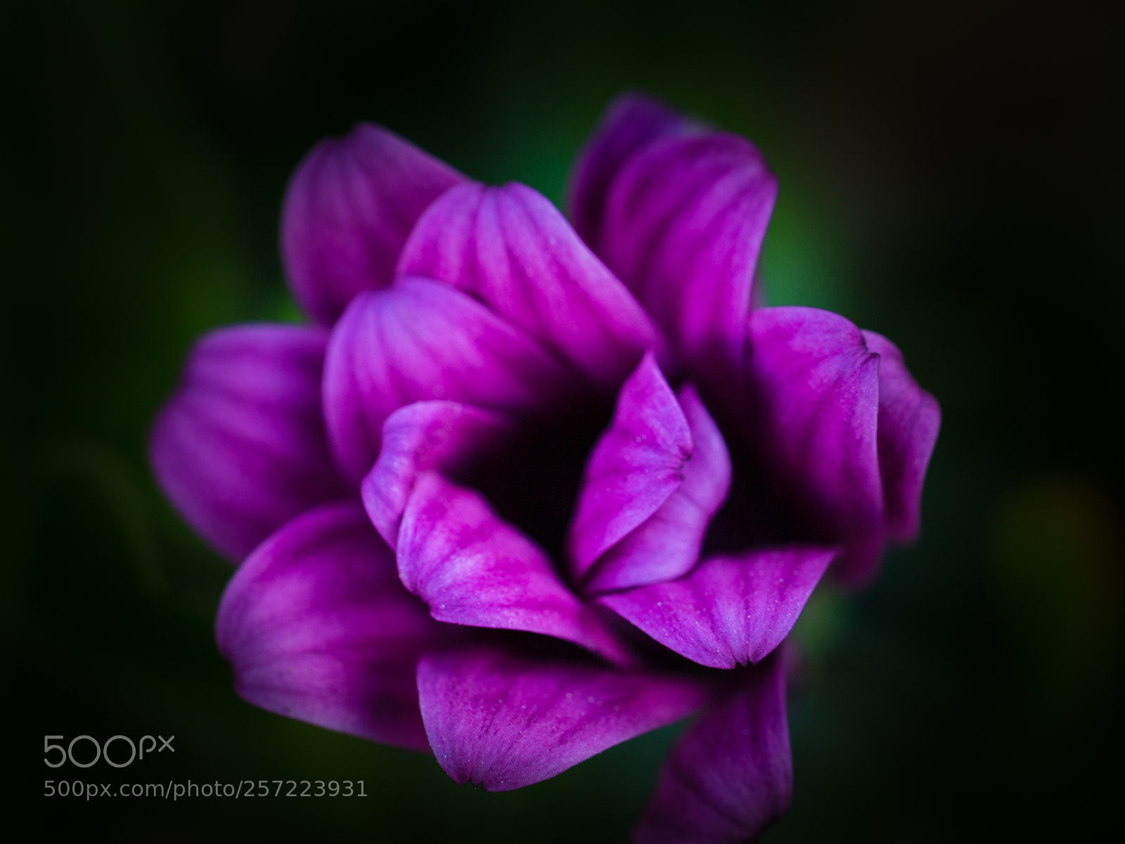 Canon EOS 6D sample photo. Purple flower photography