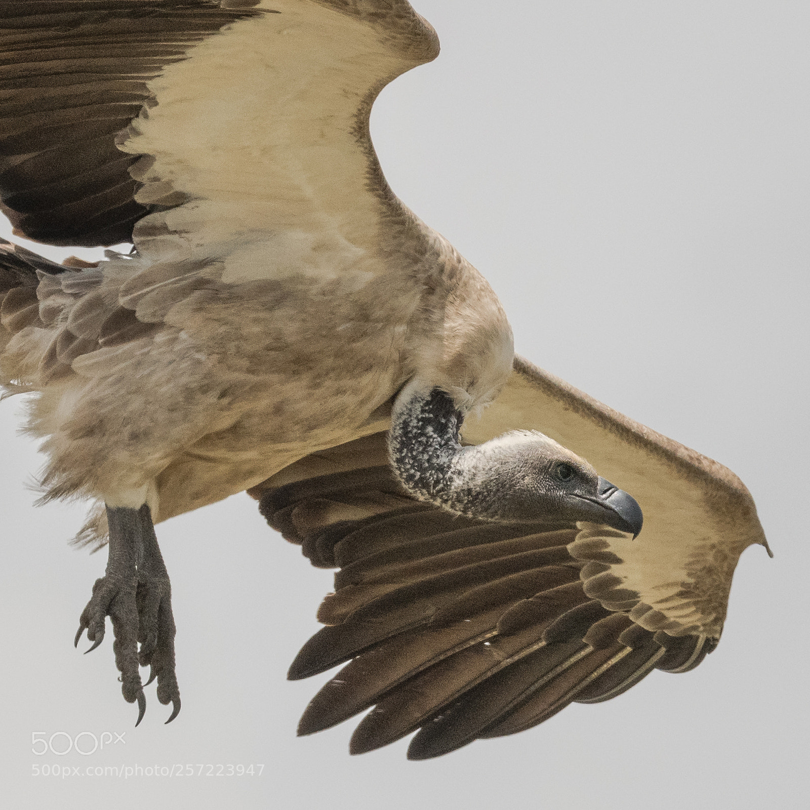 Nikon D850 sample photo. Landing vulture photography