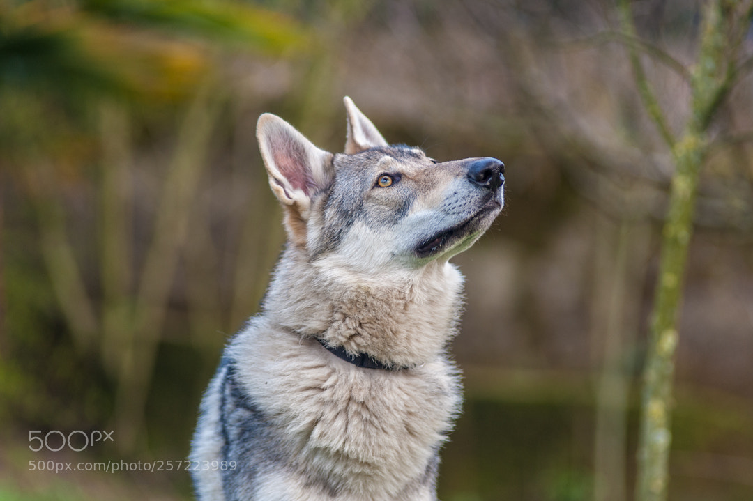 Nikon D3 sample photo. Wolf photography