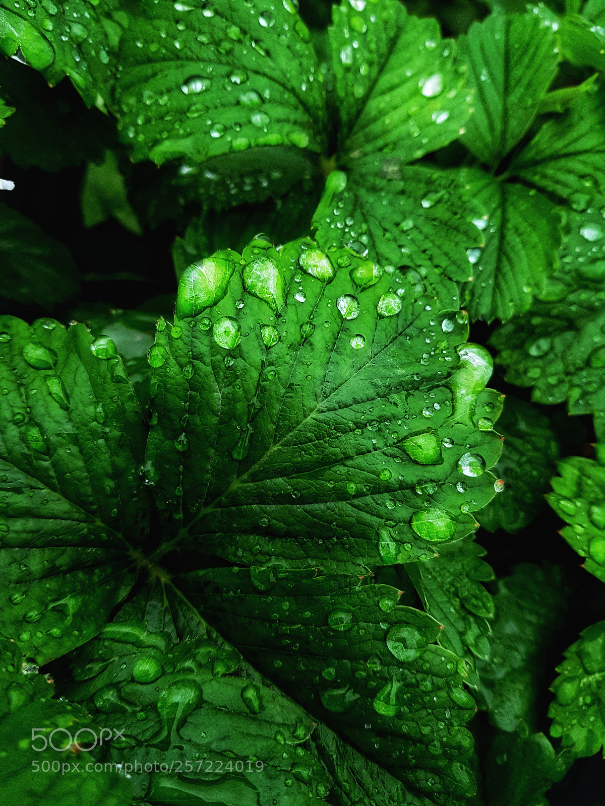 Samsung Galaxy S7 sample photo. Strawberry leaves photography