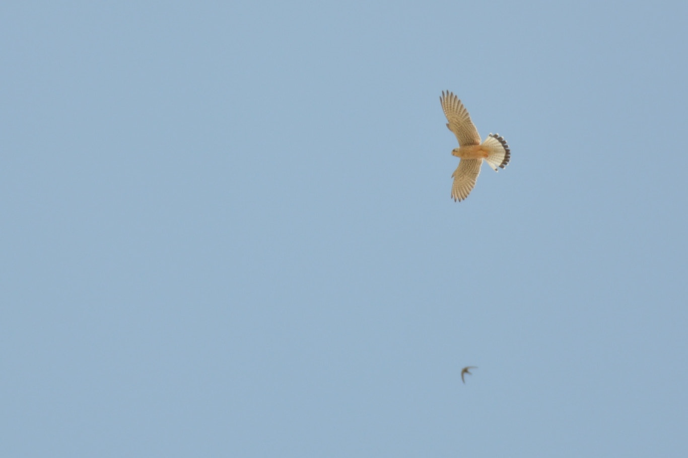 Nikon D5200 sample photo. Hawk photography