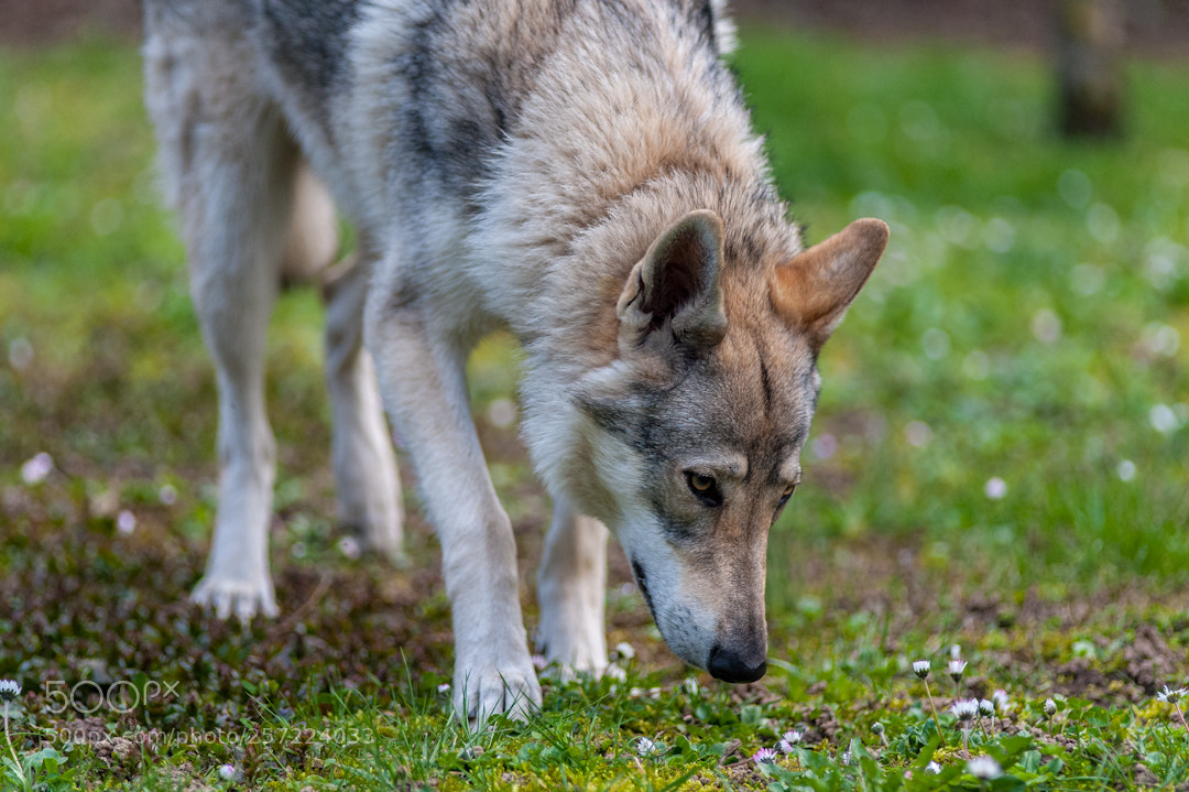 Nikon D3 sample photo. Wolf photography