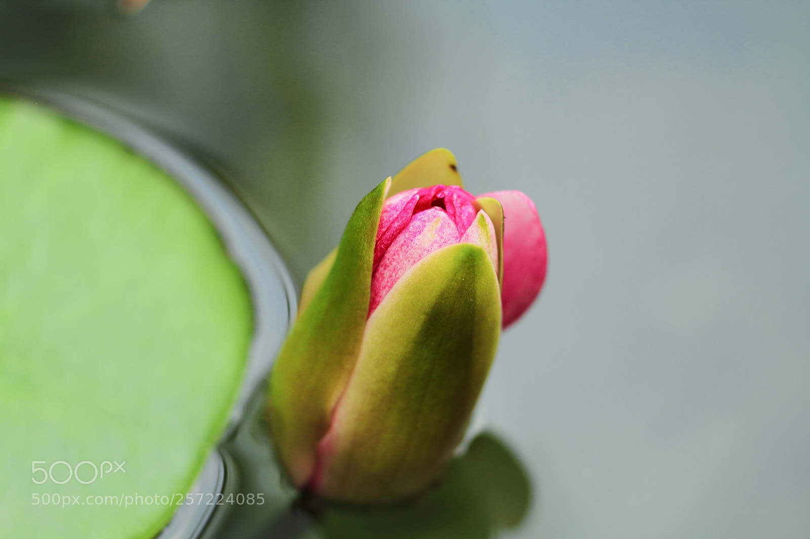 Canon EOS 7D + Canon EF 50mm F1.8 II sample photo. Water plants photography